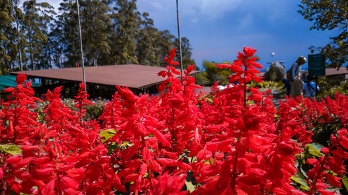 Close-up of red flowering plants against sky