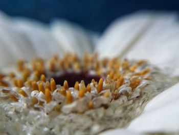 Close-up of plant