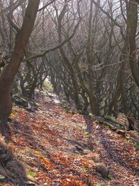 Trees in forest