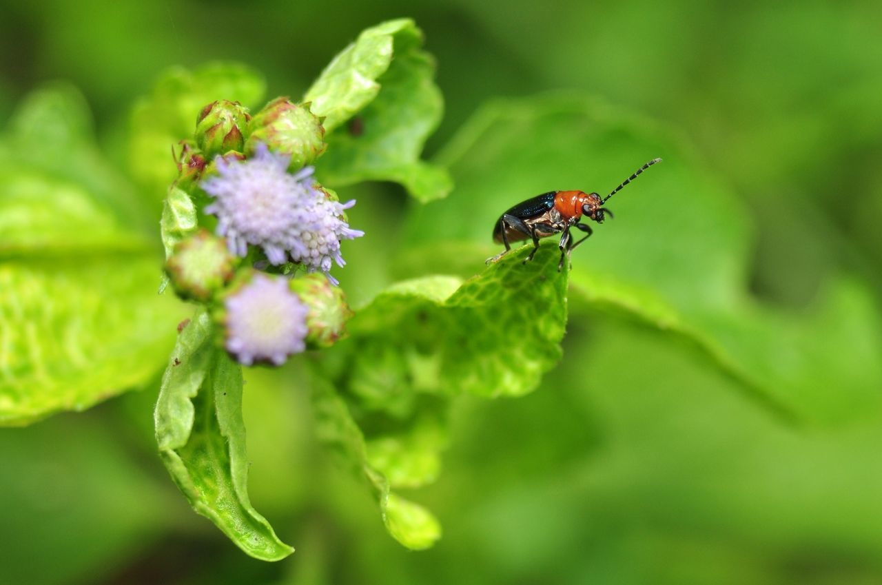 Coleoptera