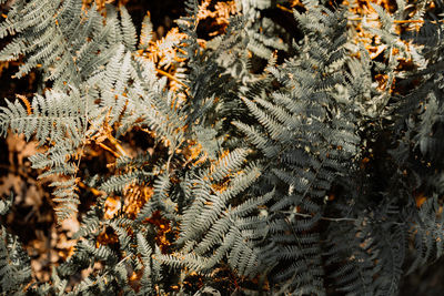 Full frame shot of spider web on tree