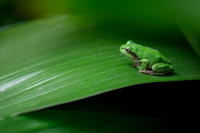 Close-up of frog