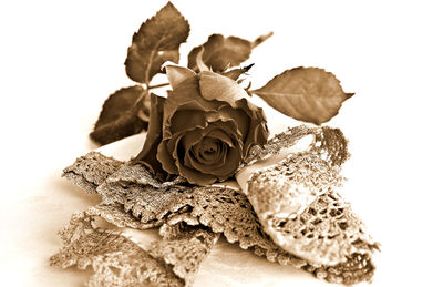 Close-up of dried rose against white background