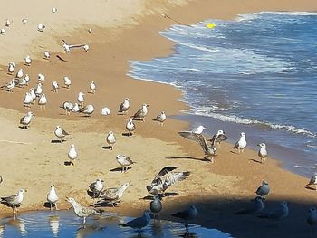 High angle view of seagulls on beach