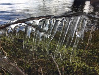 Close-up of frozen water