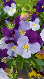 Close-up of purple flowering plant