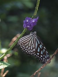 Close-up of butterfly pollinating on purple flower