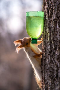 Close-up of a bird on tree trunk