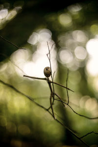 Close-up of insect on leaf