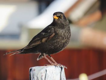 Close-up of bird perching on wooden post