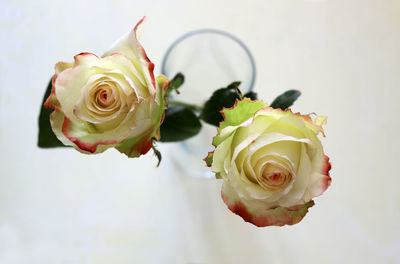 Close-up of rose bouquet against white background