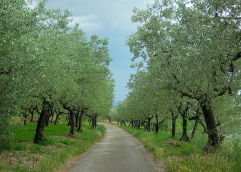 Road amidst trees against sky