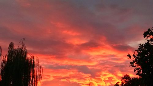 Silhouette trees against orange sky