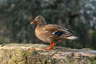 Close-up of bird perching on wood