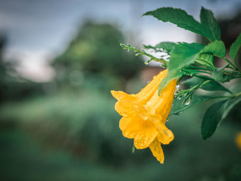 Close-up of wet yellow flower