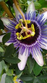 Close-up of purple flowering plant