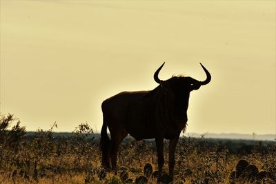 Horse standing on field against sky during sunset