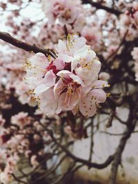 Close-up of cherry blossoms