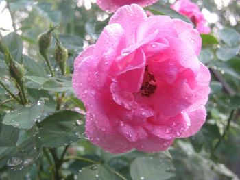 Close-up of bee on pink rose blooming outdoors