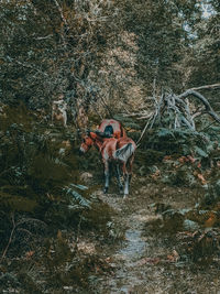 Horses  standing in forest