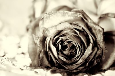 Close-up of fresh rose flower