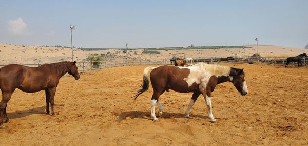 Horses standing in ranch against sky