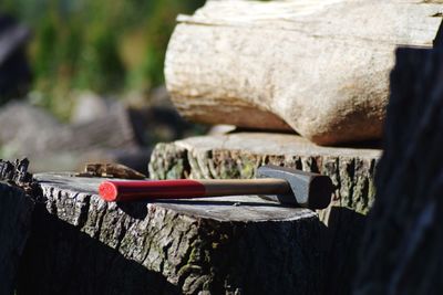 Close-up of wood on tree stump