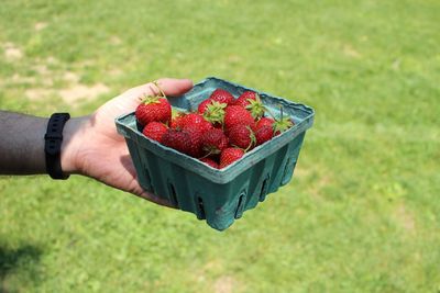High angle view of hand holding strawberries in basket