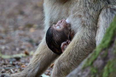 Close-up of monkey