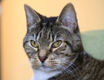 Close-up portrait of a cat