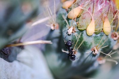 Close-up of butterfly on cactus