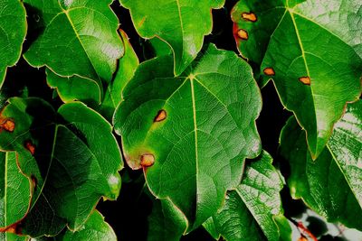 Close-up of leaves