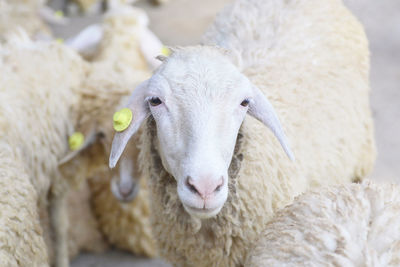 Close-up portrait of sheep