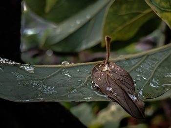 Close-up of water drops on leaves