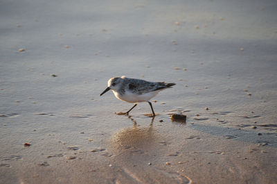 High angle view of seagull on beach