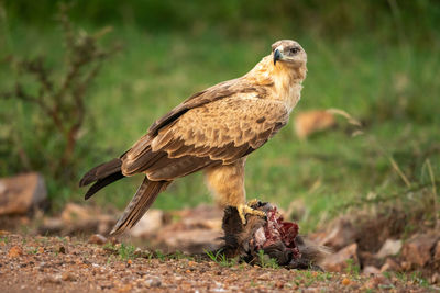 Tawny eagle perches on kill looking round