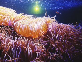 Close-up of fish swimming in sea