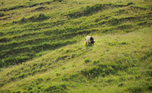 A goat  grazing in a field