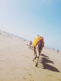 Man walking on sand at beach against clear sky