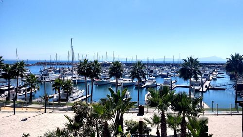 Sailboats in marina