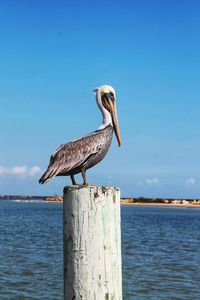 Bird perching on wooden post by sea against sky