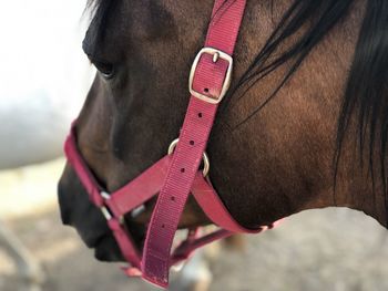 Close-up of a horse