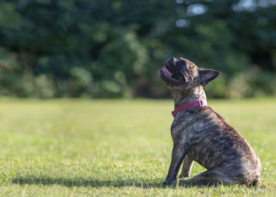 Dog looking away on field