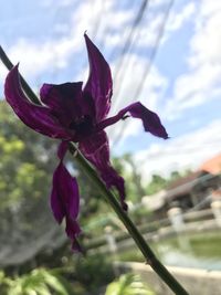 Close-up of pink flowering plant against sky