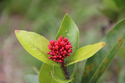 Close-up of red flowering plant