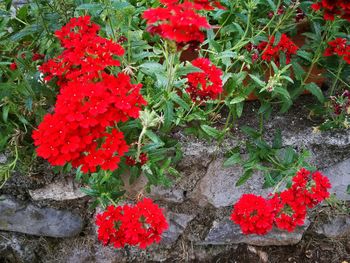 Close-up of red flowers blooming outdoors