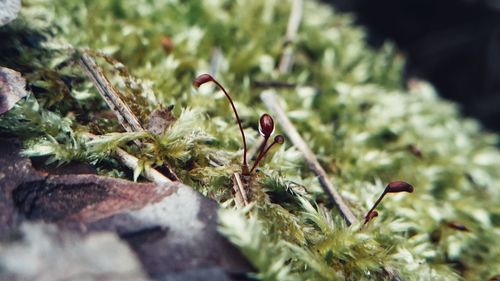 Close-up of plant against blurred background