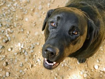 Close-up portrait of lucy the dog