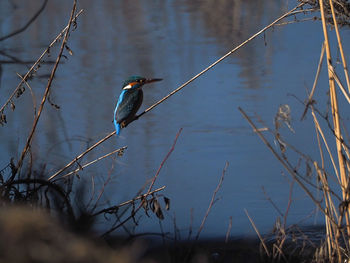 Bird perching on a lake