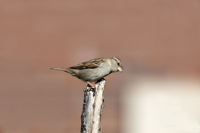 Close-up of bird perching on wood